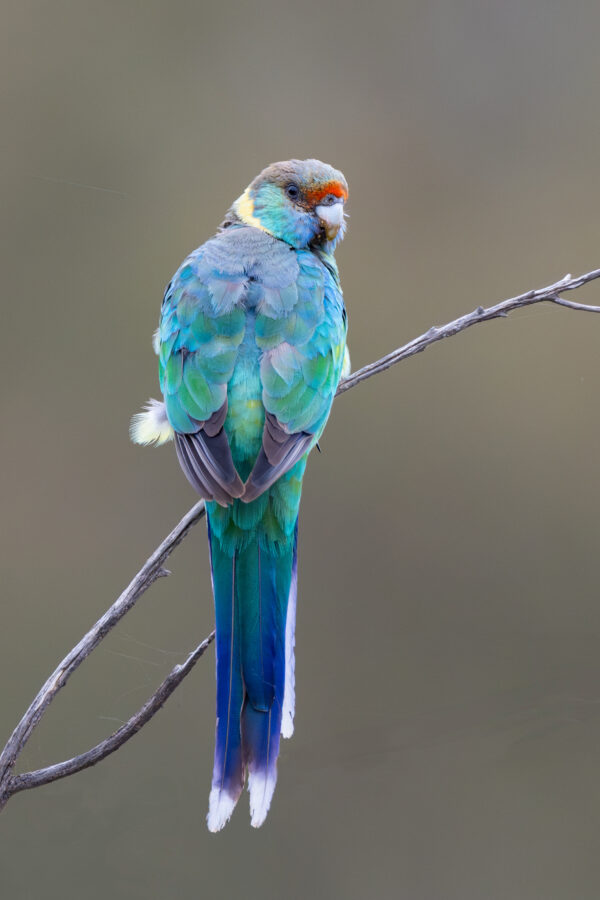 A wild Australian Ringneck perches on a twig