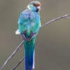 A wild Australian Ringneck perches on a twig