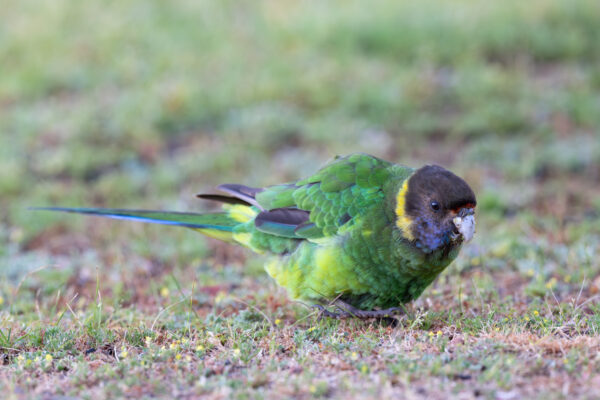 A wild Australian Ringneck forages on the ground