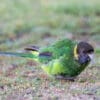 A wild Australian Ringneck forages on the ground