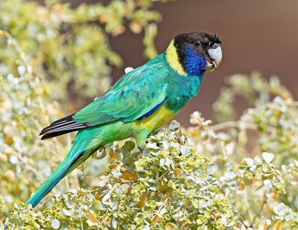 A wild Australian Ringneck feeds in a bush