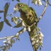 A wild Aztec Conure forages on blossoms
