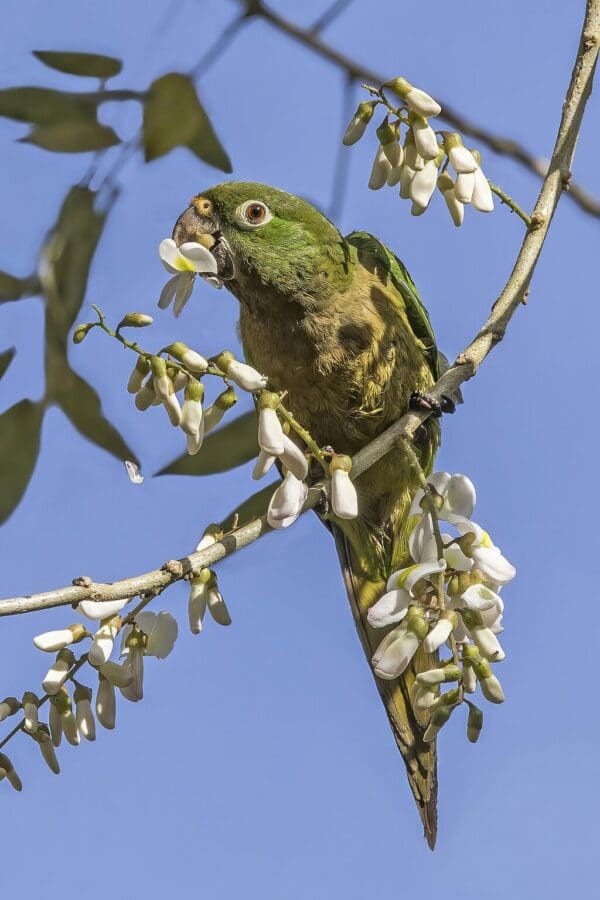 A wild Aztec Conure forages on blossoms
