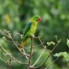 A wild Azure-rumped Parrot perches in a tree