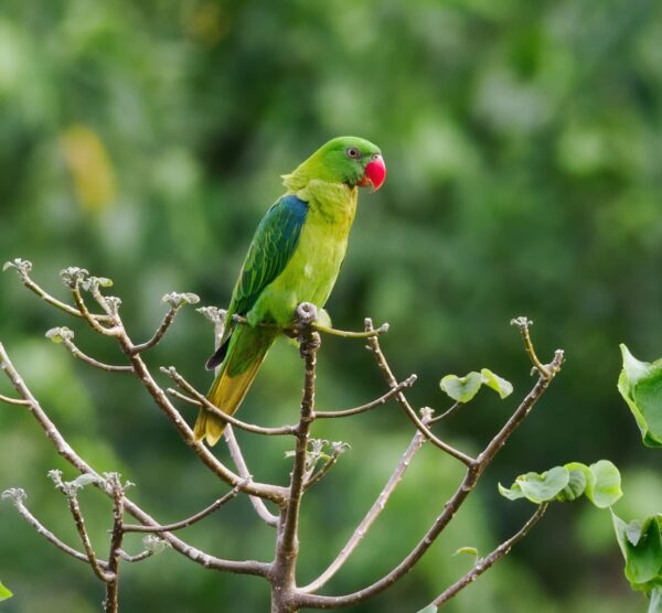 A wild Azure-rumped Parrot perches in a tree