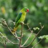A wild Azure-rumped Parrot perches in a tree