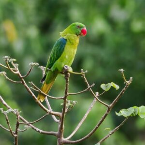 A wild Azure-rumped Parrot perches in a tree