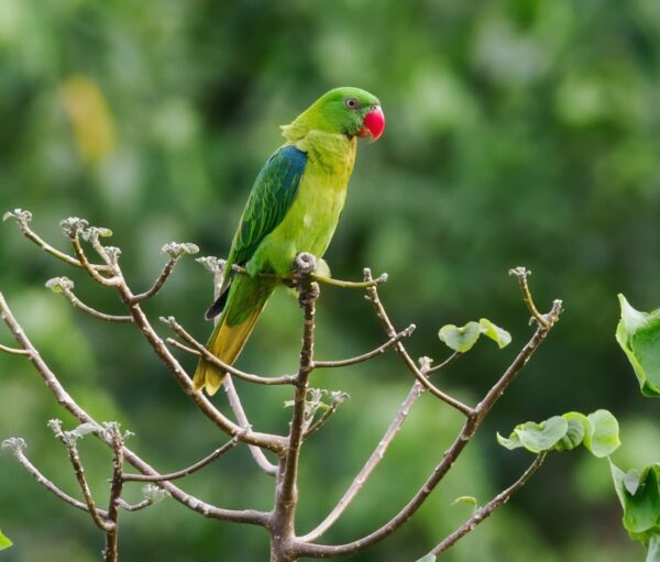 A wild Azure-rumped Parrot perches in a tree