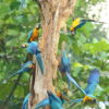 Wild Blue-and-yellow Macaws cling to a tree snag