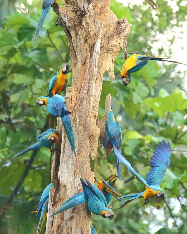 Wild Blue-and-yellow Macaws cling to a tree snag