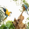 Wild Blue-and-yellow Macaws land on a tree snag