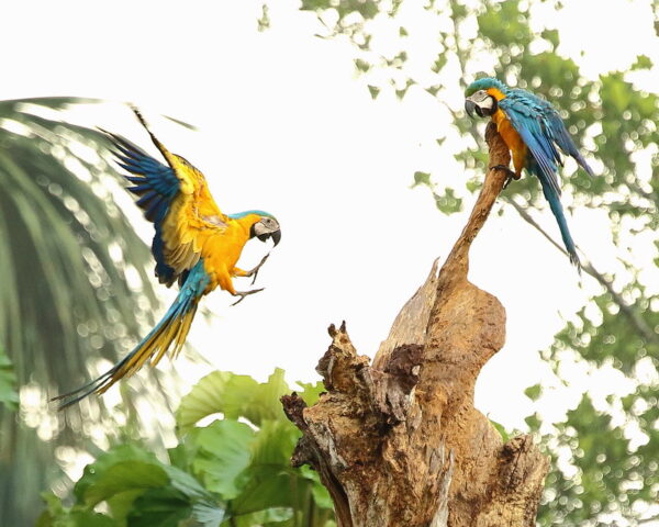 Wild Blue-and-yellow Macaws land on a tree snag