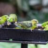 Barred Parakeets at a feeding station, National Zoo, USA