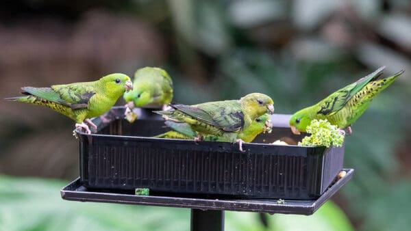 Barred Parakeets at a feeding station, National Zoo, USA