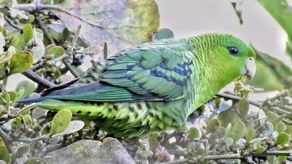 A wild Barred Parakeet perches in a tree