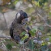 A wild Baudin's Black Cockatoo feeds