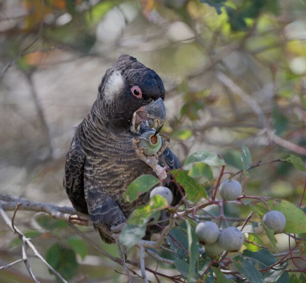 A wild Baudin's Black Cockatoo feeds