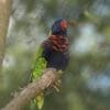 A Biak Lorikeet rests on a perch at Nashville Zoo, USA