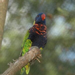 A Biak Lorikeet rests on a perch at Nashville Zoo, USA