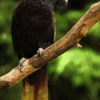 A Black Lory perches on a limb