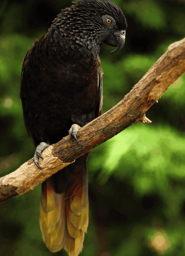 A Black Lory perches on a limb