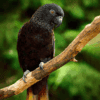 A Black Lory perches on a limb