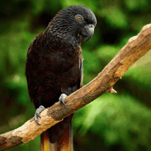 A Black Lory perches on a limb