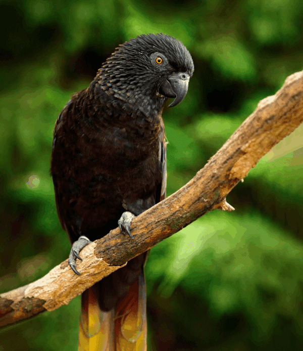 A Black Lory perches on a limb