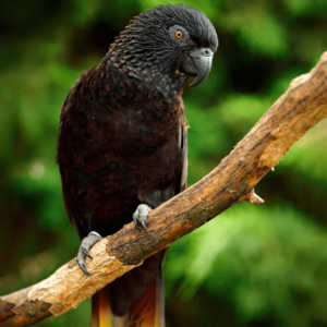 A Black Lory perches on a limb