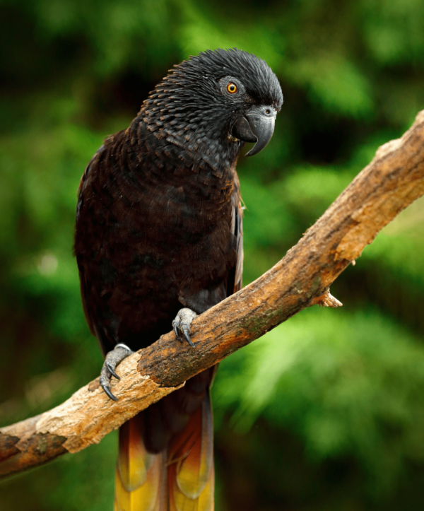 A Black Lory perches on a limb