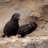 Black Lories perch on a stone wall