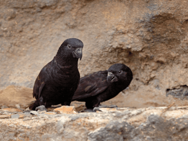 Black Lories perch on a stone wall