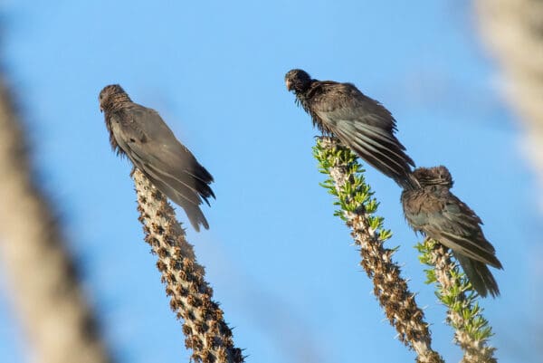 Wild Black Parrots perch on cacti
