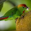 A wild Black-billed Hanging Parrot feeds