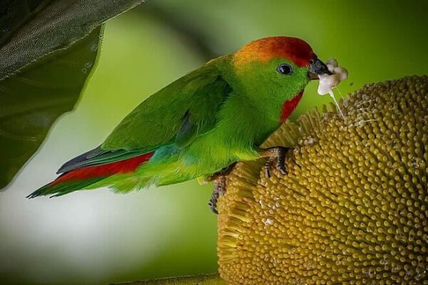 A wild Black-billed Hanging Parrot feeds