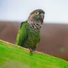 A Black-capped Conure perches on a wood beam, Bird Kingdom, Niagara Falls, Canada