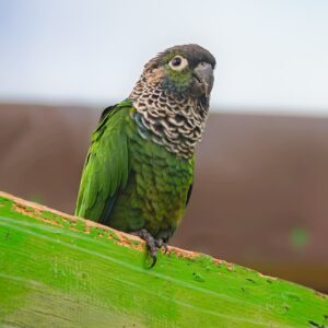 A Black-capped Conure perches on a wood beam, Bird Kingdom, Niagara Falls, Canada