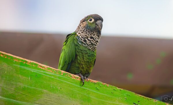 A Black-capped Conure perches on a wood beam, Bird Kingdom, Niagara Falls, Canada