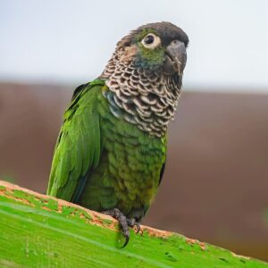 A Black-capped Conure perches on a wood beam, Bird Kingdom, Niagara Falls, Canada