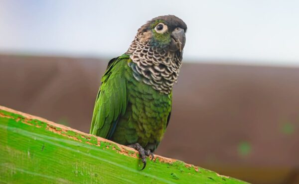 A Black-capped Conure perches on a wood beam, Bird Kingdom, Niagara Falls, Canada