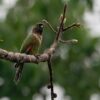 A wild Black-capped Conure perches on a limb