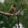 A wild Black-capped Conure perches on a branch