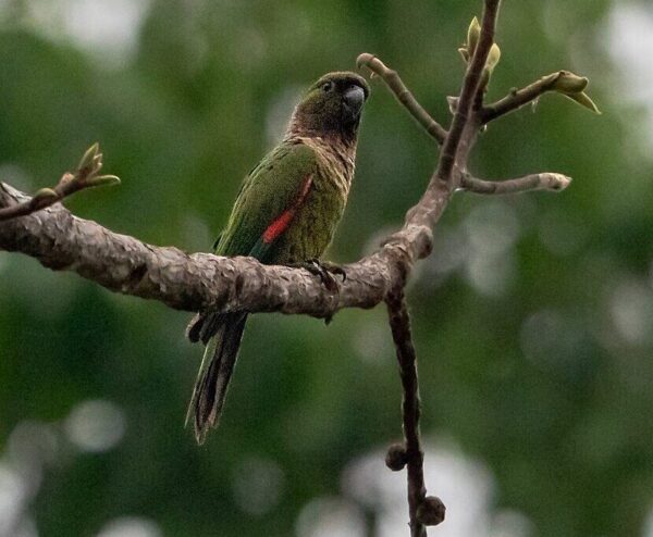 A wild Black-capped Conure perches on a branch
