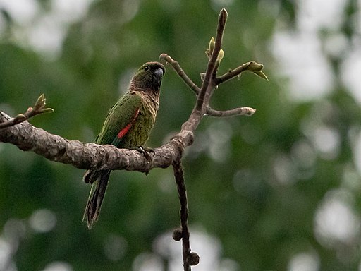A wild Black-capped Conure perches on a limb