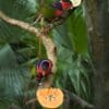 Black-capped Lories feed on papaya