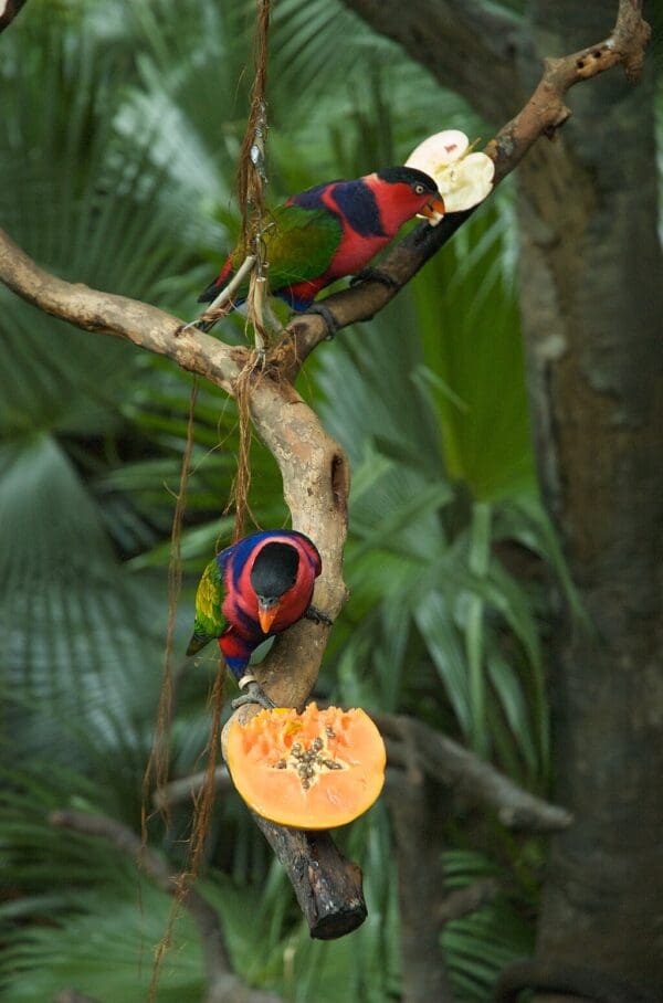 Black-capped Lories feed on papaya