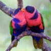 Black-capped Lories mutually preen