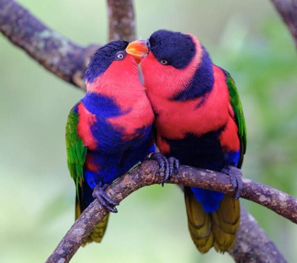 Black-capped Lories mutually preen