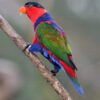 A Black-capped Lory perches on a branch