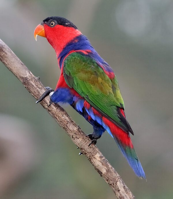 A Black-capped Lory perches on a branch